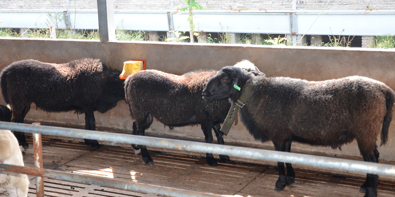 1641523743407984.jpg 2575c44246087ecda243c77b8b958c66.jpg